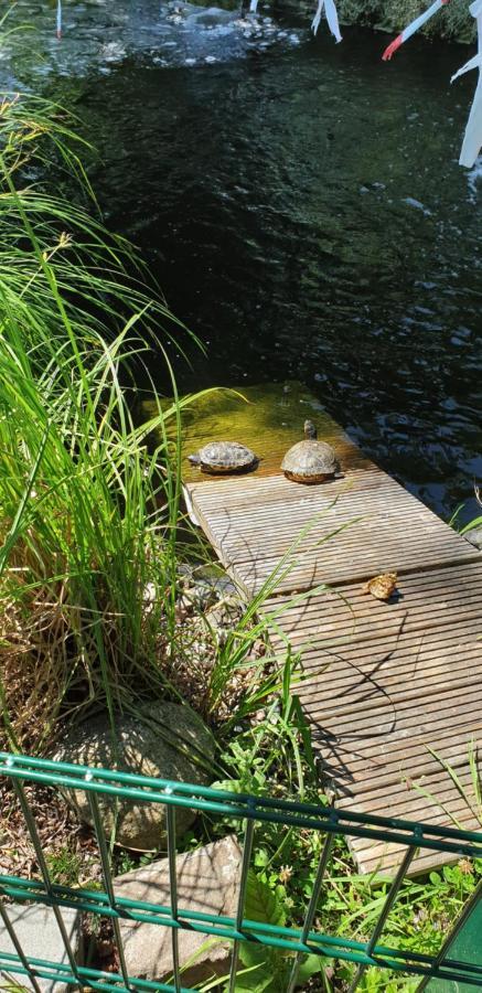 Ferienbungalow Haus Am Teich Boltenhagen  Esterno foto